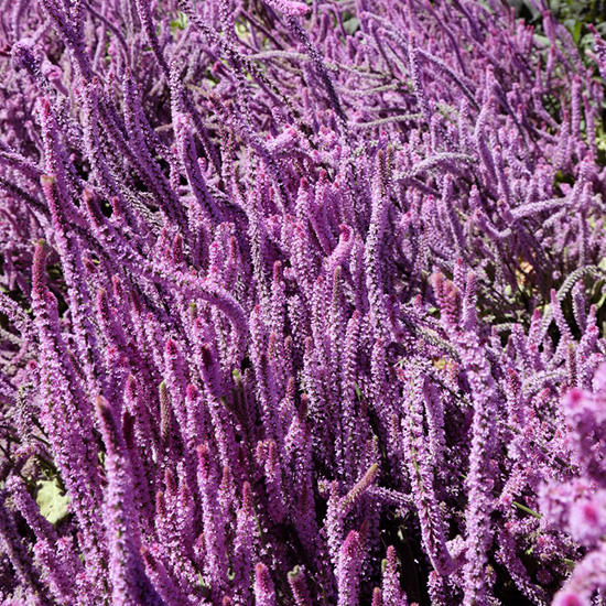 staartstatice-(Limonium-suworowii)