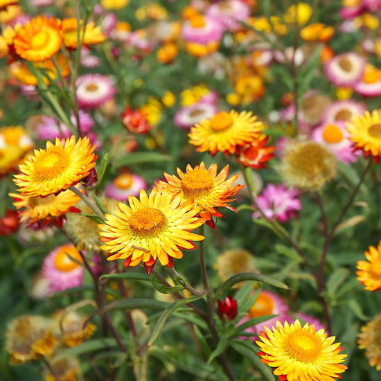 strobloem-(Helichrysum-bracteatum-Orange)