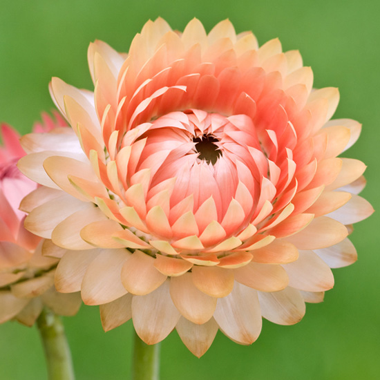 strobloem-(Helichrysum-bracteatum-Salmon)