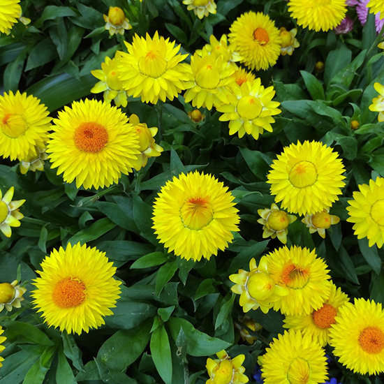 strobloem-(Helichrysum-bracteatum-Yellow)