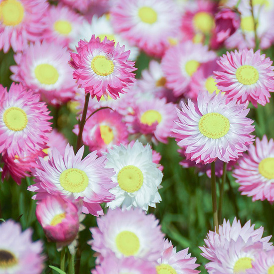 zomerstrobloem-(Rhodanthe-chlorocephala-subsp.-rosea)