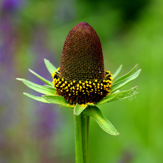 zonnehoed-(Rudbeckia-occidentalis-Green-Wizard)