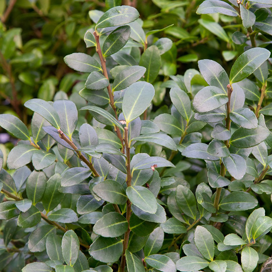 Japanse hulst (Ilex crenata Caroline Upright)