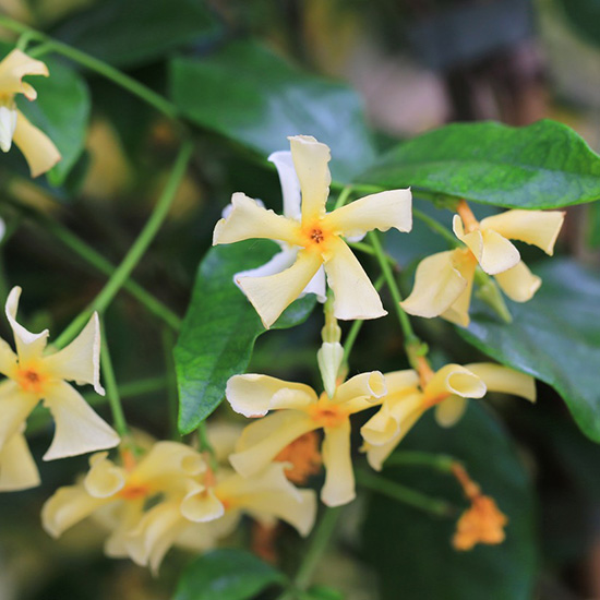 Toscaanse jasmijn (Trachelospermum jasminoides Star of Toscane)