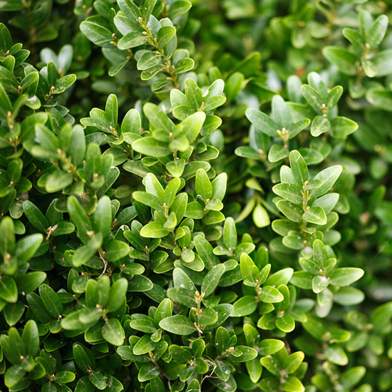 buxushaag (buxus sempervirens)