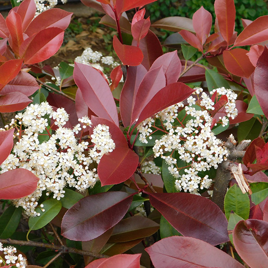 glansmispel (Photinia x fraseri Red Robin)