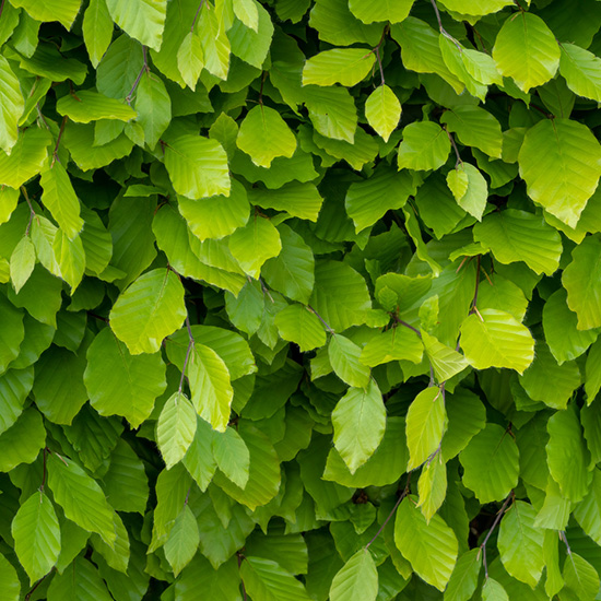 groene beukenhaag (Fagus sylvatica)