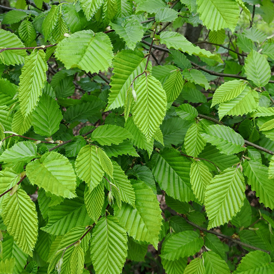 haagbeuk (Carpinus betulus)