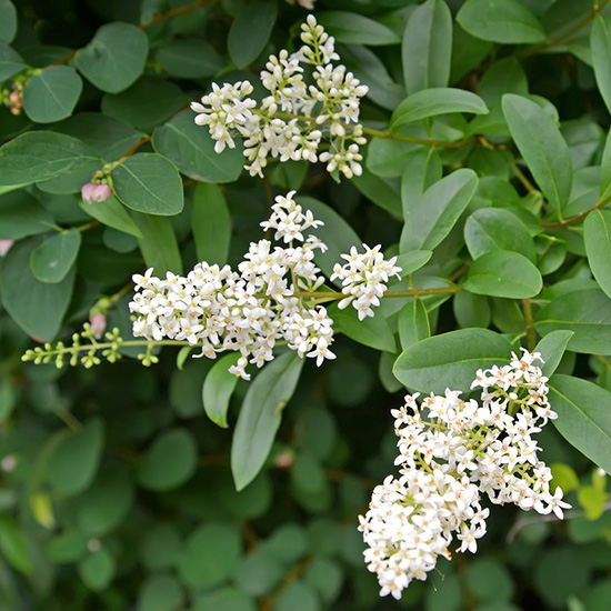 haagliguster (Ligustrum ovalifolium)