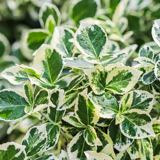 kardinaalsmuts (Euonymus fortunei Emerald n Gaiety)