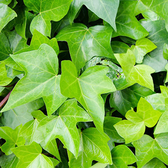 kleinbladige-klimophaag-(Hedera-helix)