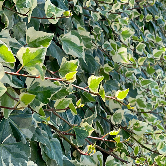 klimophaag (Hedera colchica Dentata Variegata)