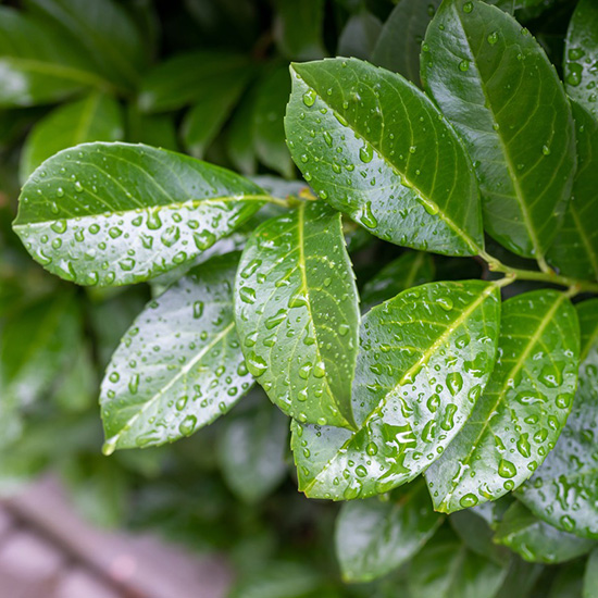 laurierkers (Prunus laurocerasus Rotundifolia)