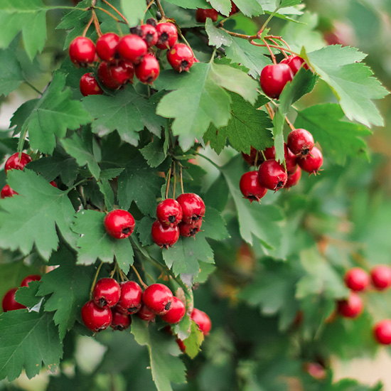 meidoorn (Crataegus monogyna)