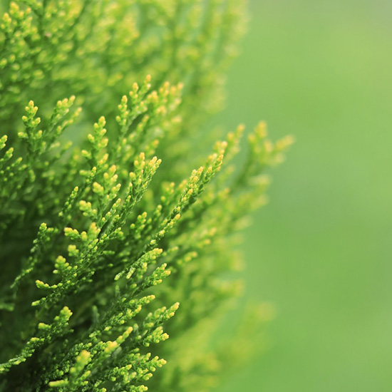 reuzenlevensboom (Thuja plicata Atrovirens)