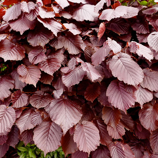 rode beukenhaag (Fagus sylvatica Atropunicea)