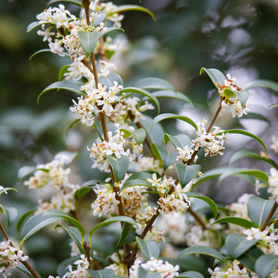 schijnhulst (Osmanthus x burkwoodii)