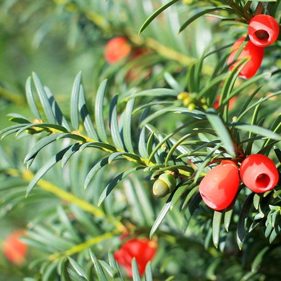 venijnboom (taxus baccata)