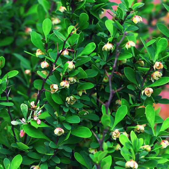 zuurbes (Berberis frikartii Amstelveen)