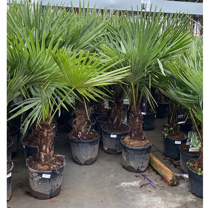 Chinese waaierpalm winterhard (Trachycarpus-fortunei-Stam-3040-20l-pot)