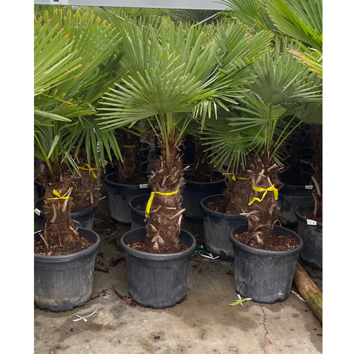 Chinese waaierpalm winterhard (Trachycarpus-fortunei-Stam-4050-PROMO)