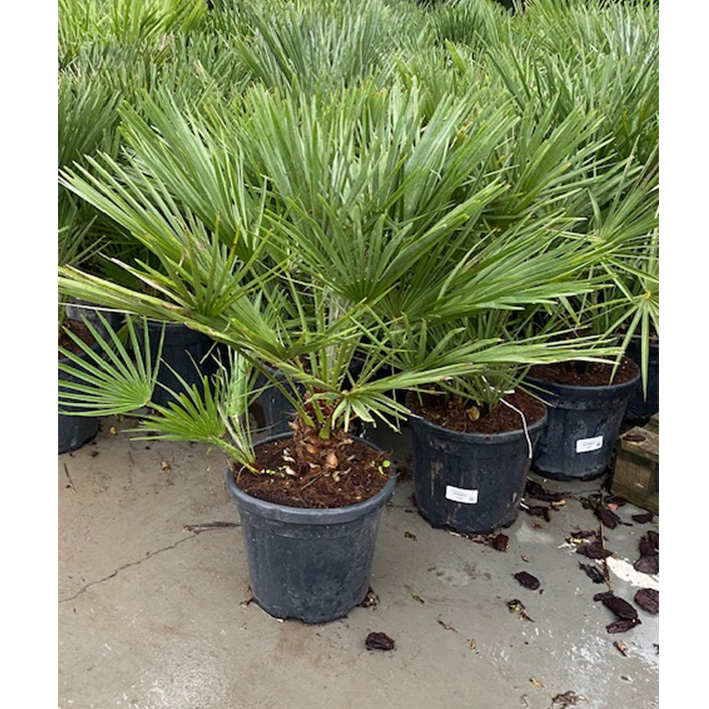 Europese dwergpalm (Chamaerops-humilis-15l-pot)