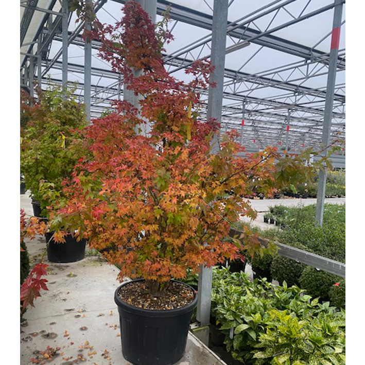 Japanse esdoorn (Acer-palmatum-Summer-Gold-200 cm meerstammig 110l pot)