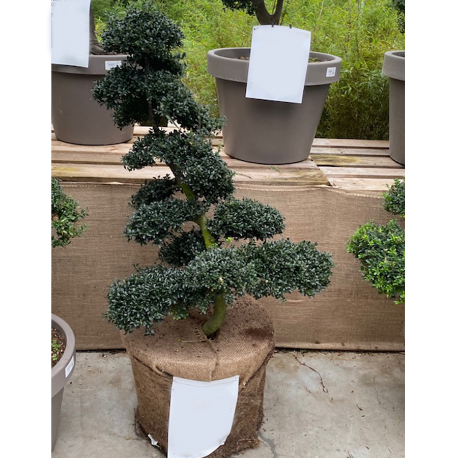 Japanse hulst (Ilex crenata Kinme Garden Bonsai 55l pot)