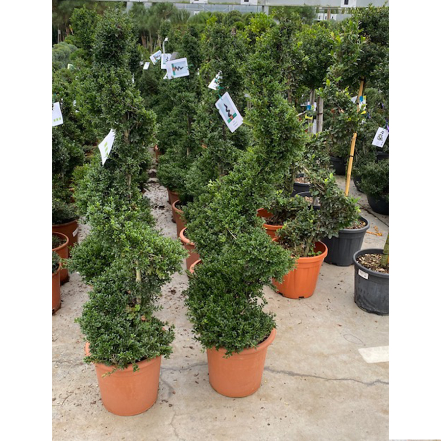 Japanse hulst (Ilex crenata Spiraal 120 cm 18l pot)