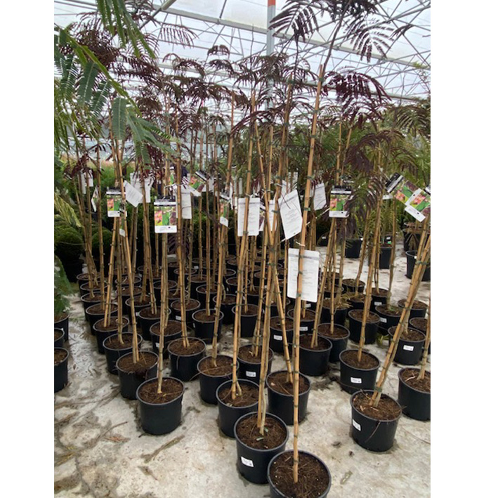 Perzische slaapboom (Albizia-julibrissin-Summer-Chocolate-Stam-10l-pot)