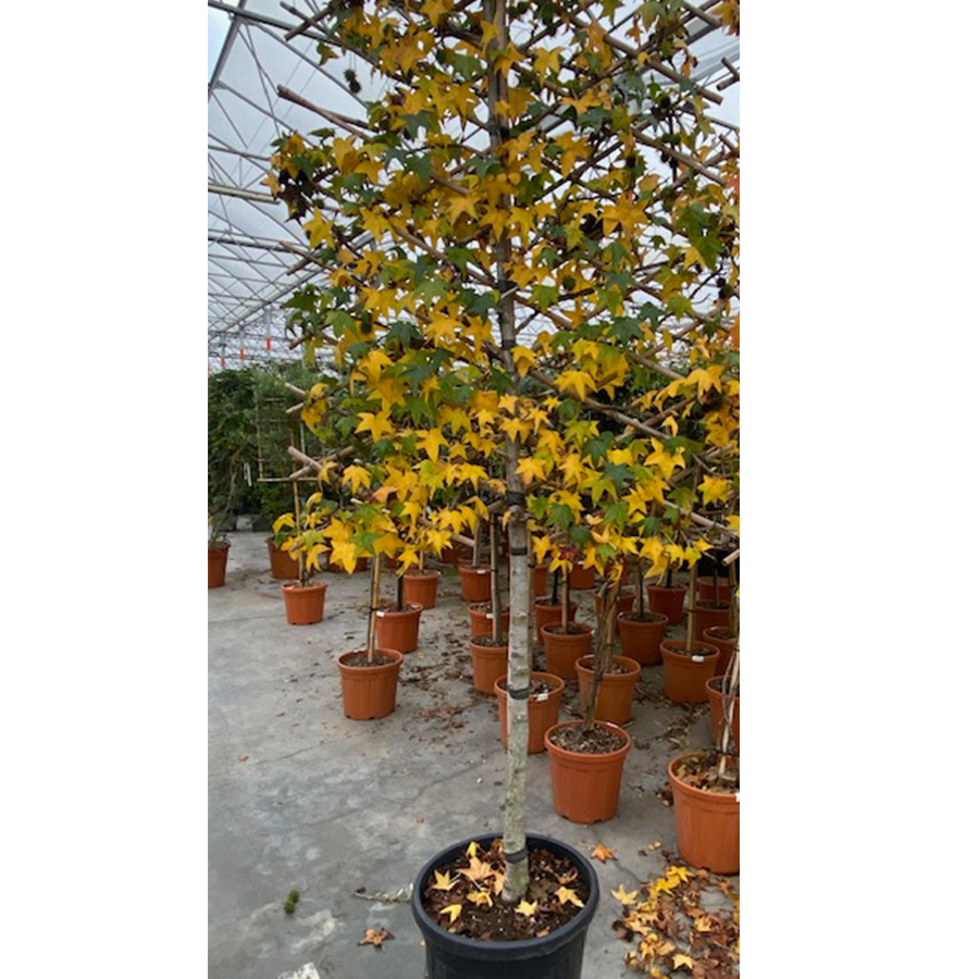 amberboom (Liquidambar styraciflua Leiboom 1/2 T 12/ 55l pot)