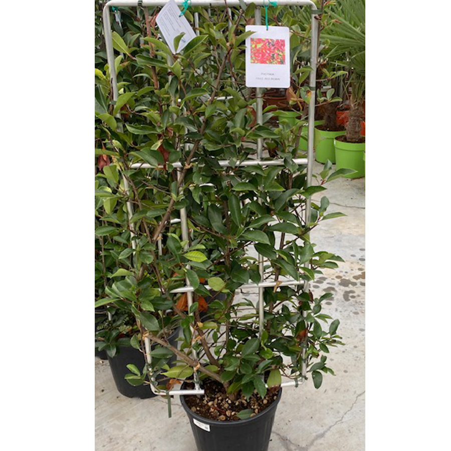 glansmispel (Photinia fraseri Red Robin Aluminium Rek 18l pot)