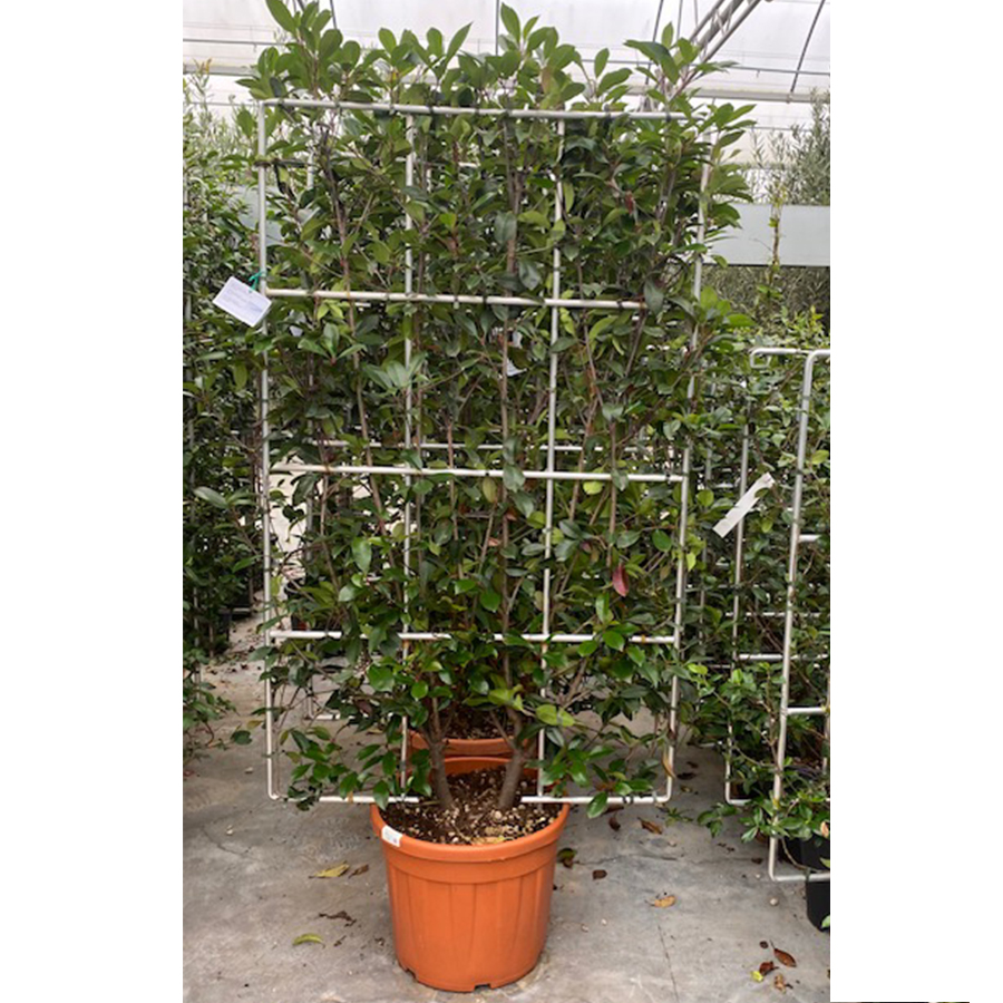 glansmispel (Photinia fraseri Red Robin Aluminium Rek 55l pot)