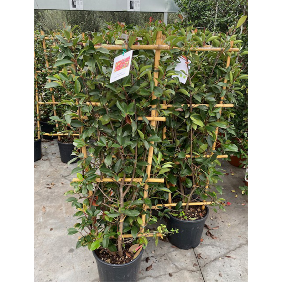 glansmispel (Photinia fraseri Red Robin Bamboe Rek 120 cm)