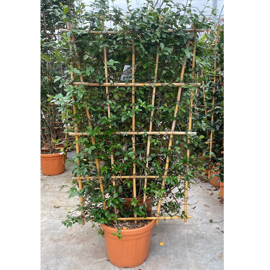 glansmispel (Photinia fraseri Red Robin Bamboe Rek 175 cm 55l pot 2) glansmispel (Photinia fraseri Red Robin Bamboe Rek 175 cm 55l pot 2)