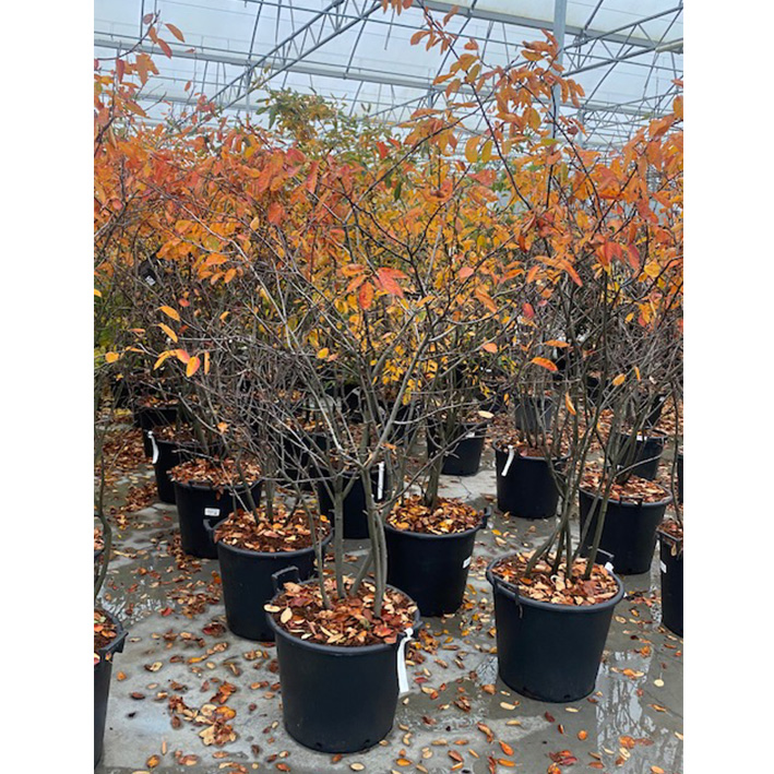 krenteboompje-(Amelanchier-lamarckii-175-cm-50l-pot-meerstammig)