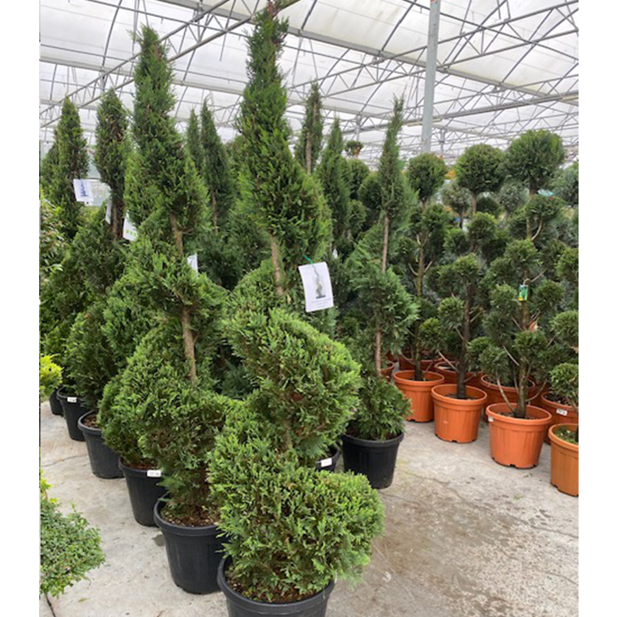 leylandcipres (Cupressocyparis Leylandii Castlewellan Gold Spiraal 200cm 40l pot)