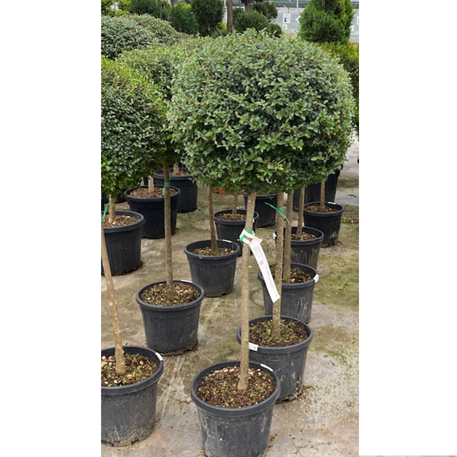 liguster (Ligustrum jonandrum Bol 40 cm)