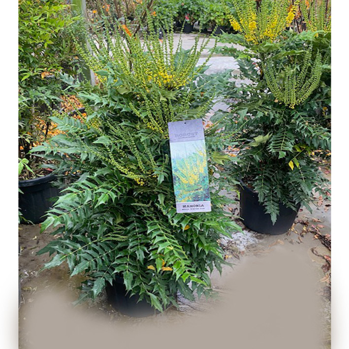 mahoniestruik (Mahonia-media-Winter-Sun-35l-pot)