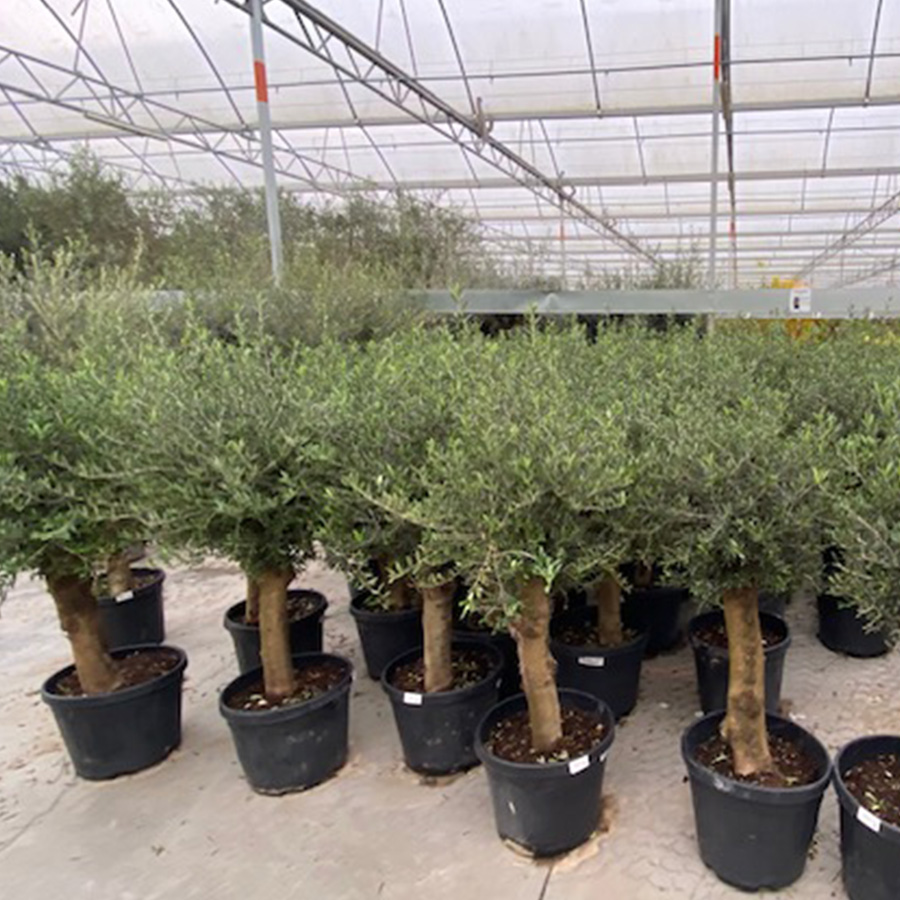 olijfboom (Olea europaea Halfstam 30/40 45l pot 2)