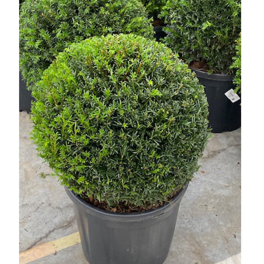 venijnboom (Taxus baccata Bol 45 cm)