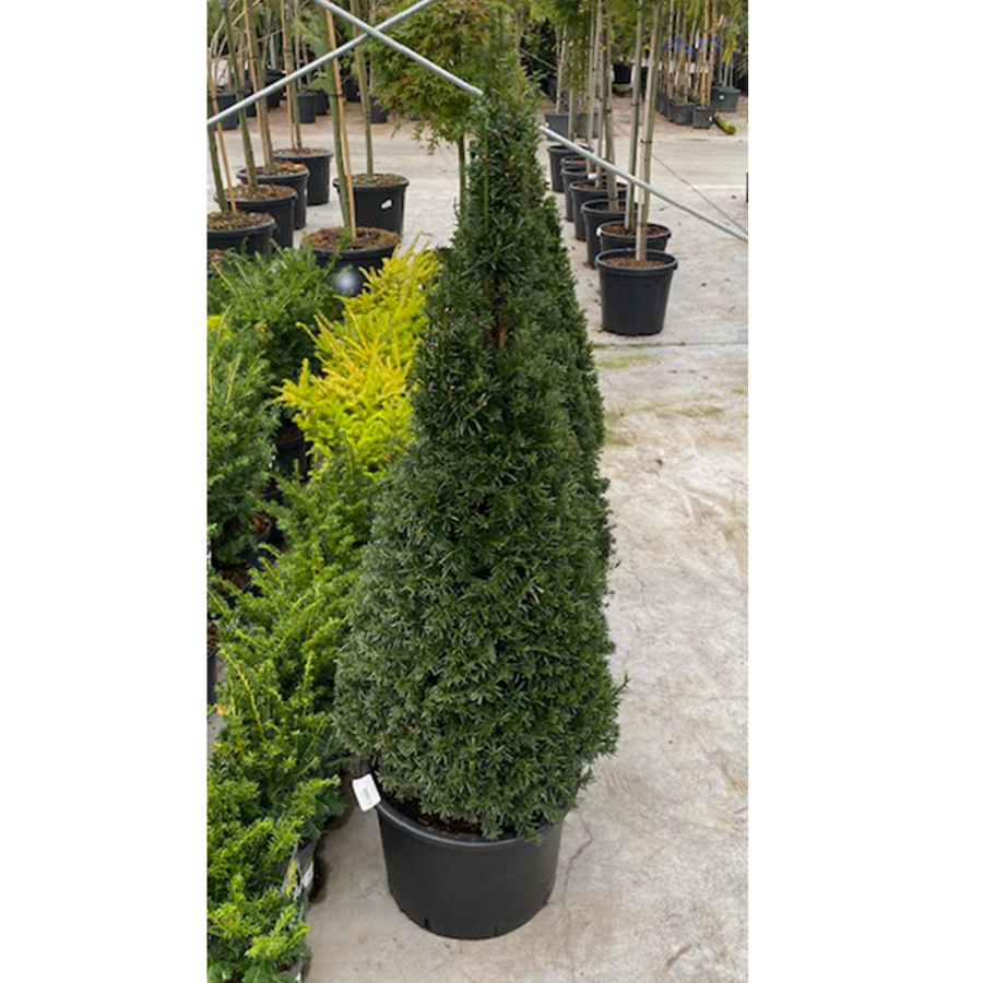 venijnboom (Taxus baccata Pyramide 100 cm)