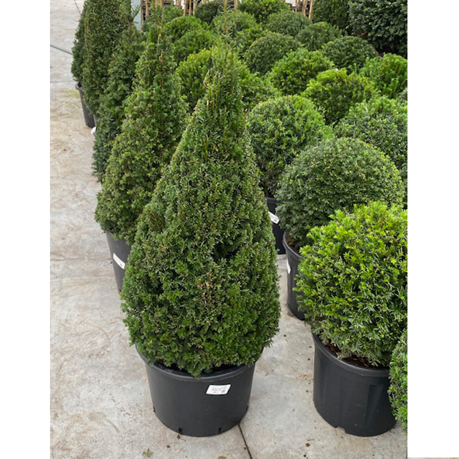 venijnboom (Taxus baccata Pyramide 80 cm)