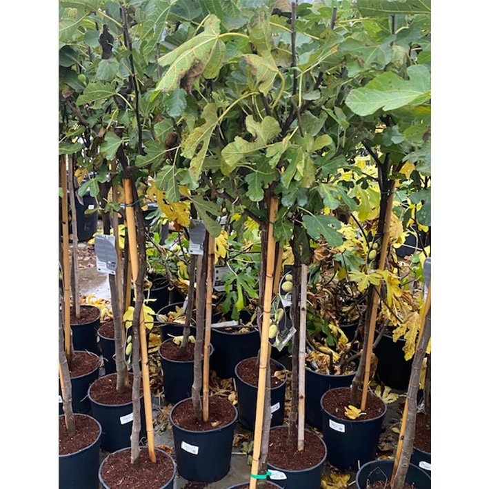 vijgenboom (Ficus-carica-Bornholm-Diamant-Halfstam-10l-pot)