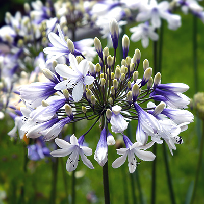 Afrikaanse-lelie-(Agapanthus-africanus-Twister)