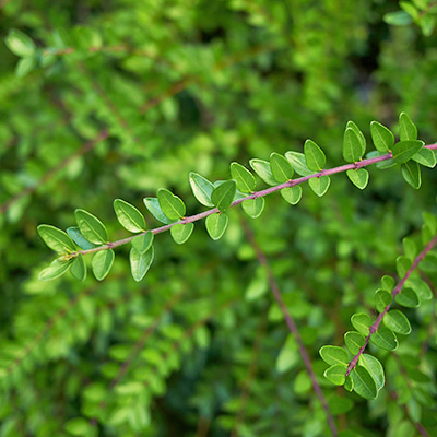 Chinese kamperfoelie  (Lonicera-nitida-Maigrun)