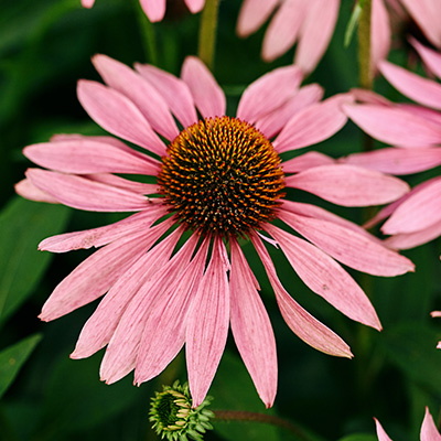 zonnehoed-(Echinacea-purpurea-Papallo-Classic-Dragon-Fruit)