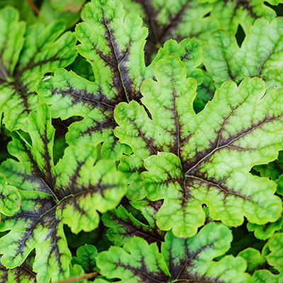 purperklokje-(Heucherella-x-hybrida-Alabama-Sunrise)