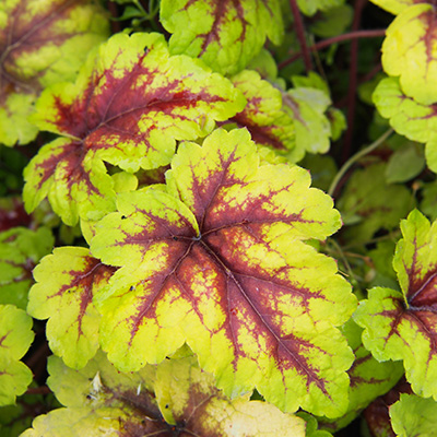 purperklokje-(Heucherella-x-hybrida-Stoplight)