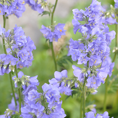 Jacobs-ladder-(Polemonium-viscosum-Blue-Whirl)